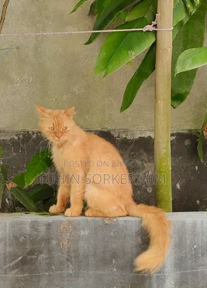 ১+ বছরের পুরুষ খাঁটি পার্সিয়ান বিড়াল