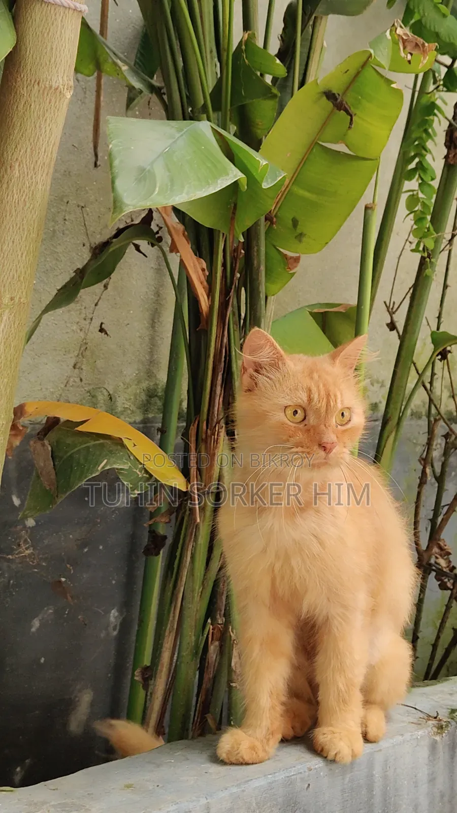 ১+ বছরের পুরুষ খাঁটি পার্সিয়ান বিড়াল