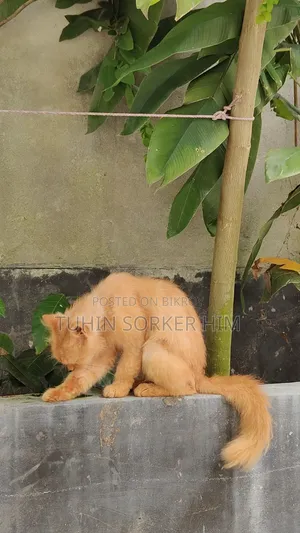 ১+ বছরের পুরুষ খাঁটি পার্সিয়ান বিড়াল