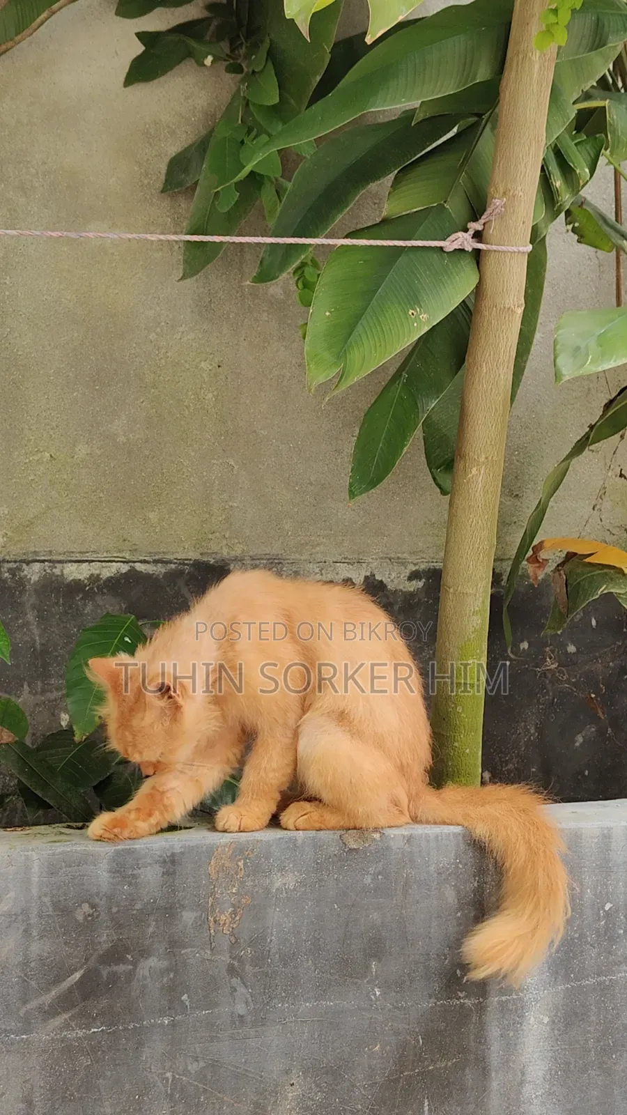 ১+ বছরের পুরুষ খাঁটি পার্সিয়ান বিড়াল
