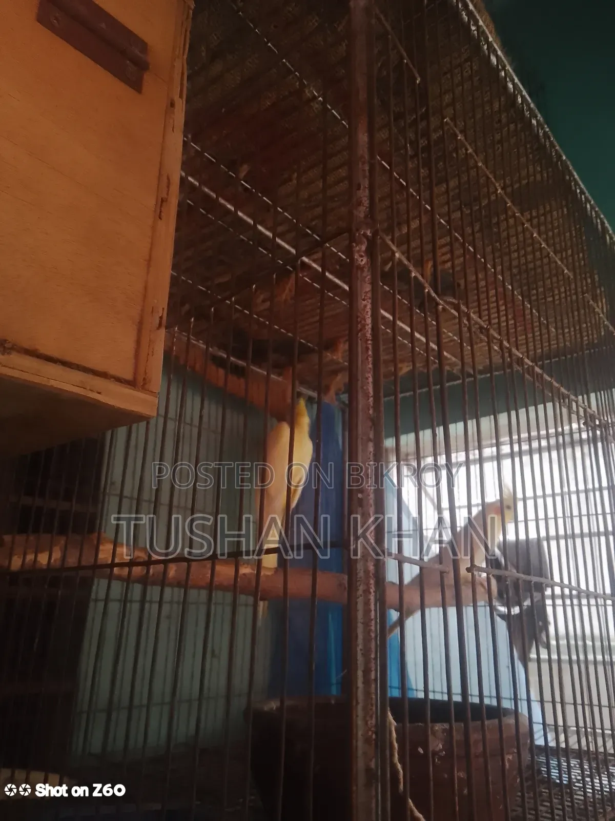 Lutino Cockatiel Running Pair