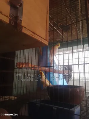Lutino Cockatiel Running Pair