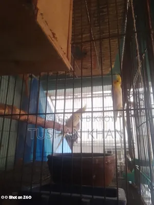 Lutino Cockatiel Running Pair