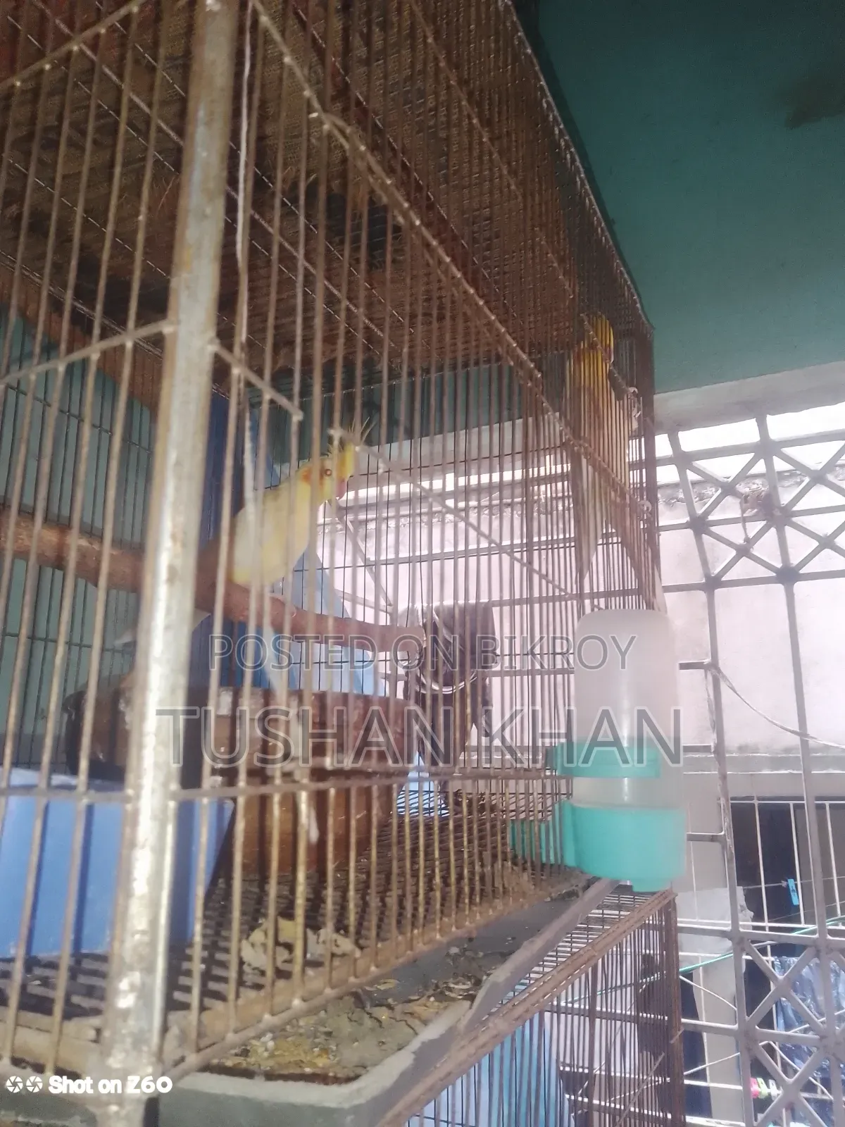 Lutino Cockatiel Running Pair