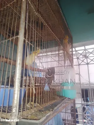 Lutino Cockatiel Running Pair