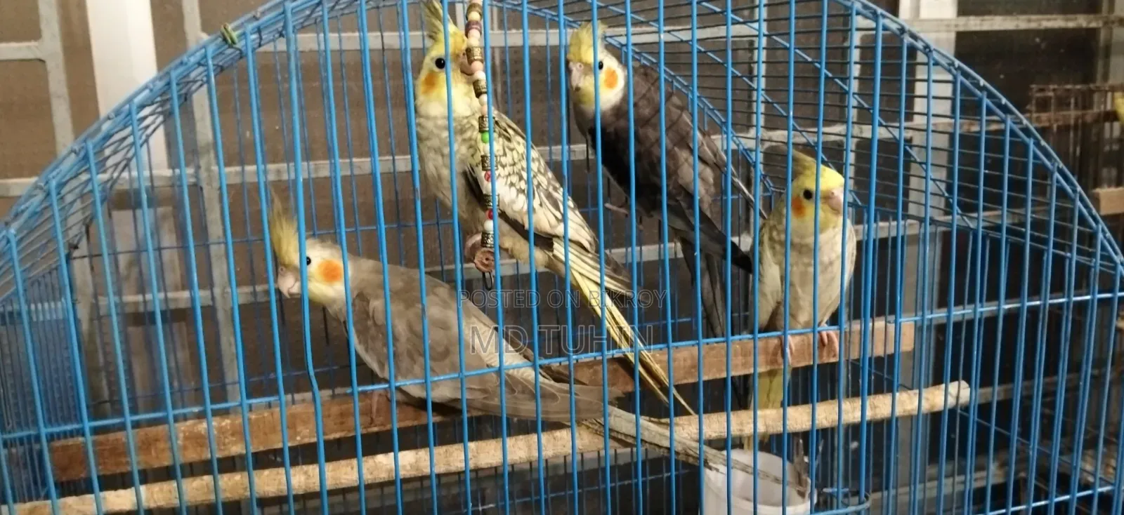 Cockatiel Bird