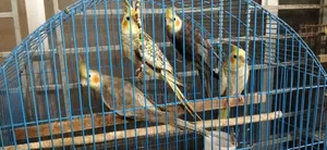 Cockatiel Bird