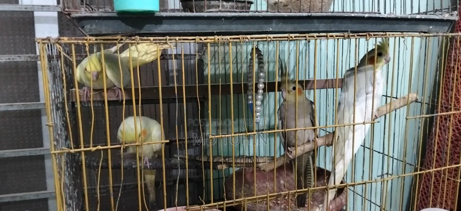 Cockatiel Bird