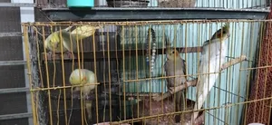 Cockatiel Bird