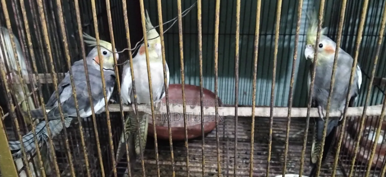 Cockatiel Bird