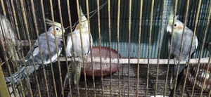 Cockatiel Bird