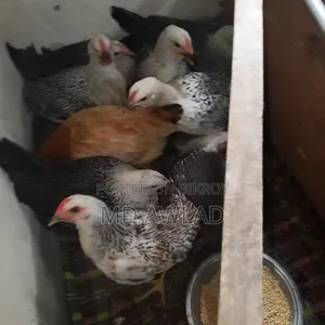 8 Faowmi chickens of 4 months will be sold