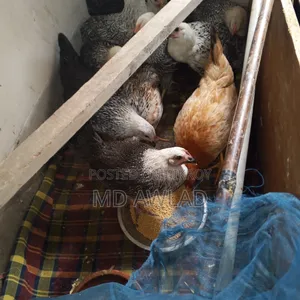 8 Faowmi chickens of 4 months will be sold