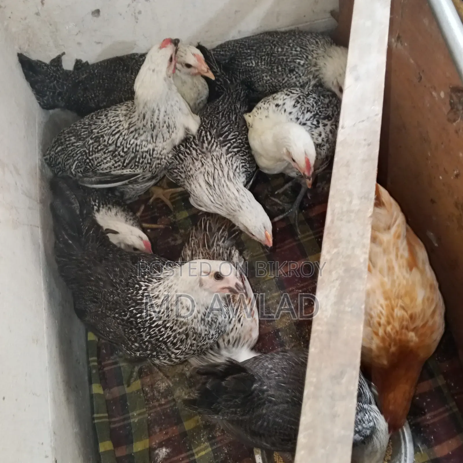 8 Faowmi chickens of 4 months will be sold
