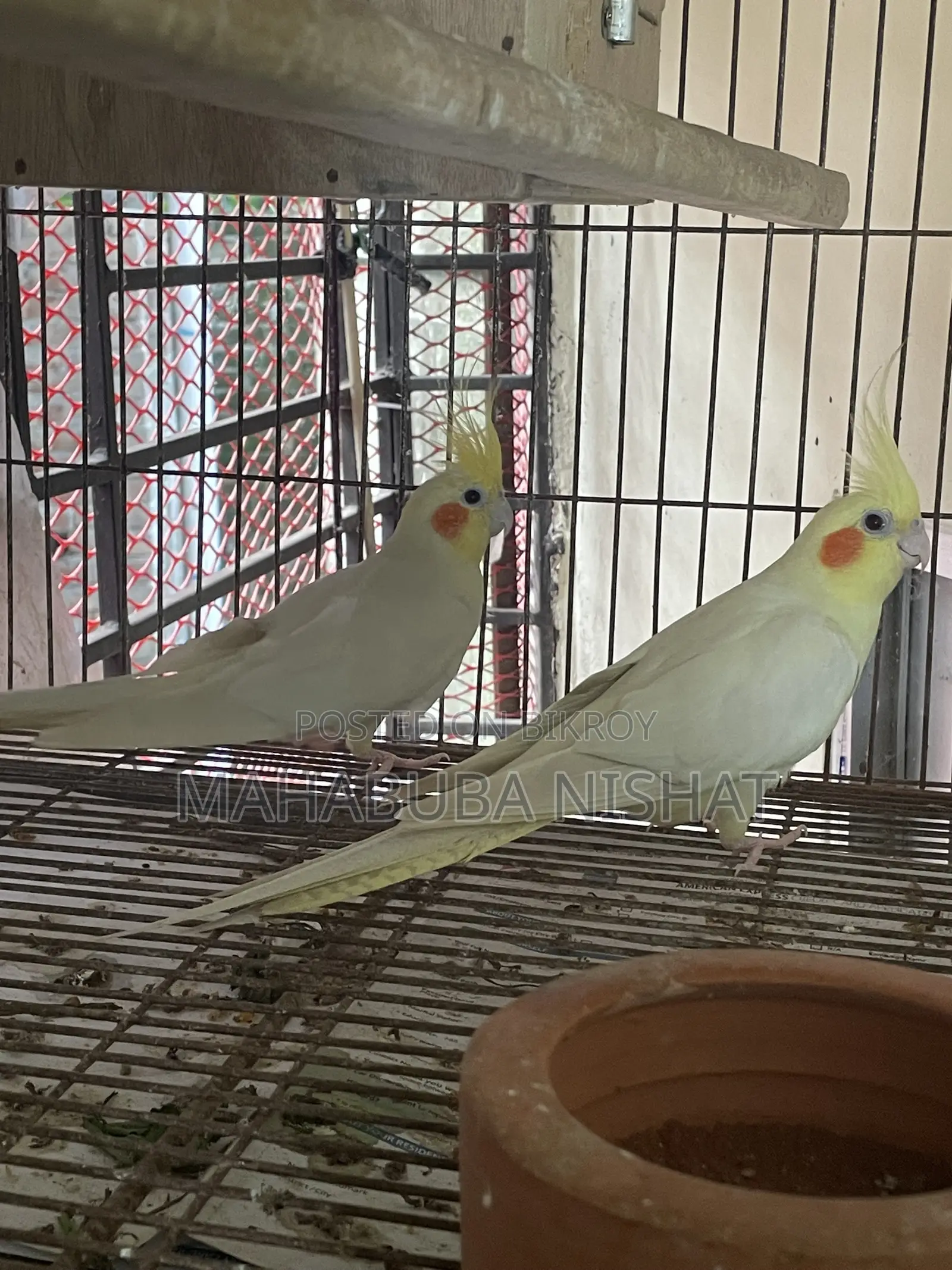 Cockatiel Lutino Red Eye Baby