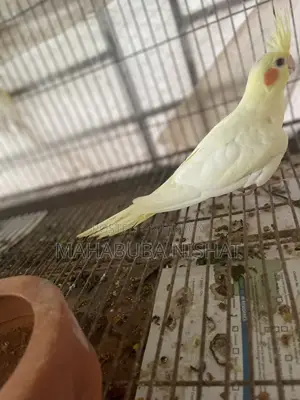 Cockatiel Lutino Red Eye Baby