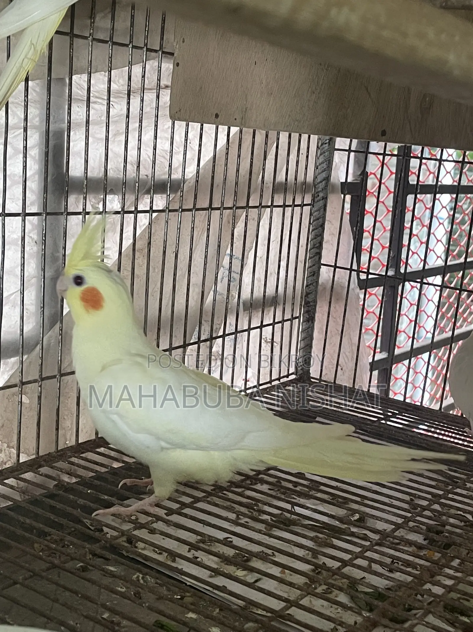 Cockatiel Lutino Red Eye Baby