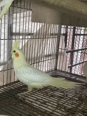 Cockatiel Lutino Red Eye Baby