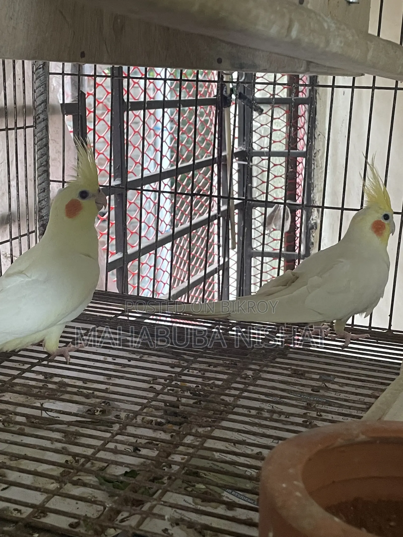 Cockatiel Lutino Red Eye Baby