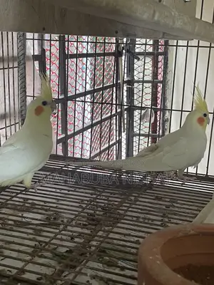Cockatiel Lutino Red Eye Baby