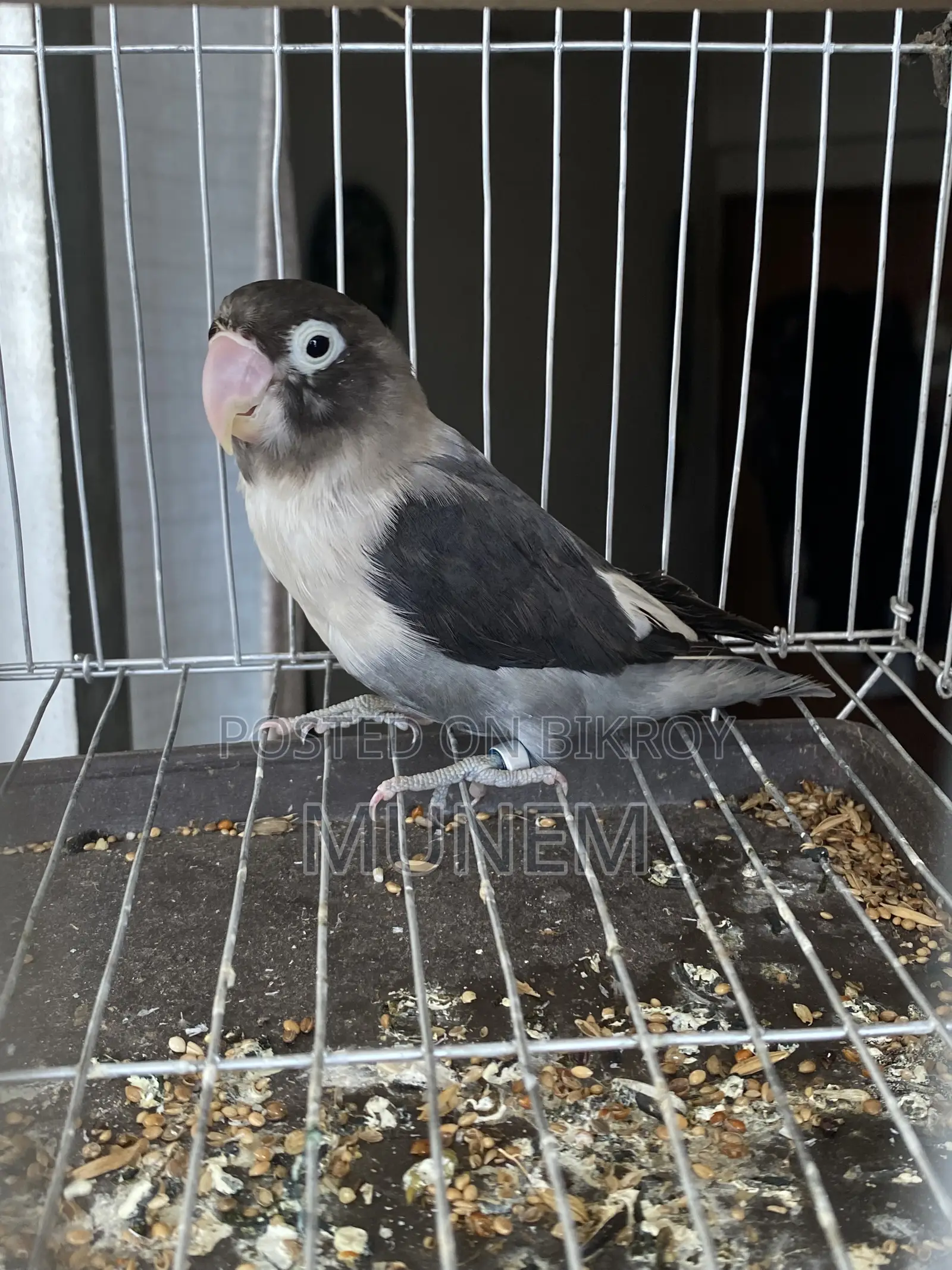 Black Mask Lovebird Male Tame
