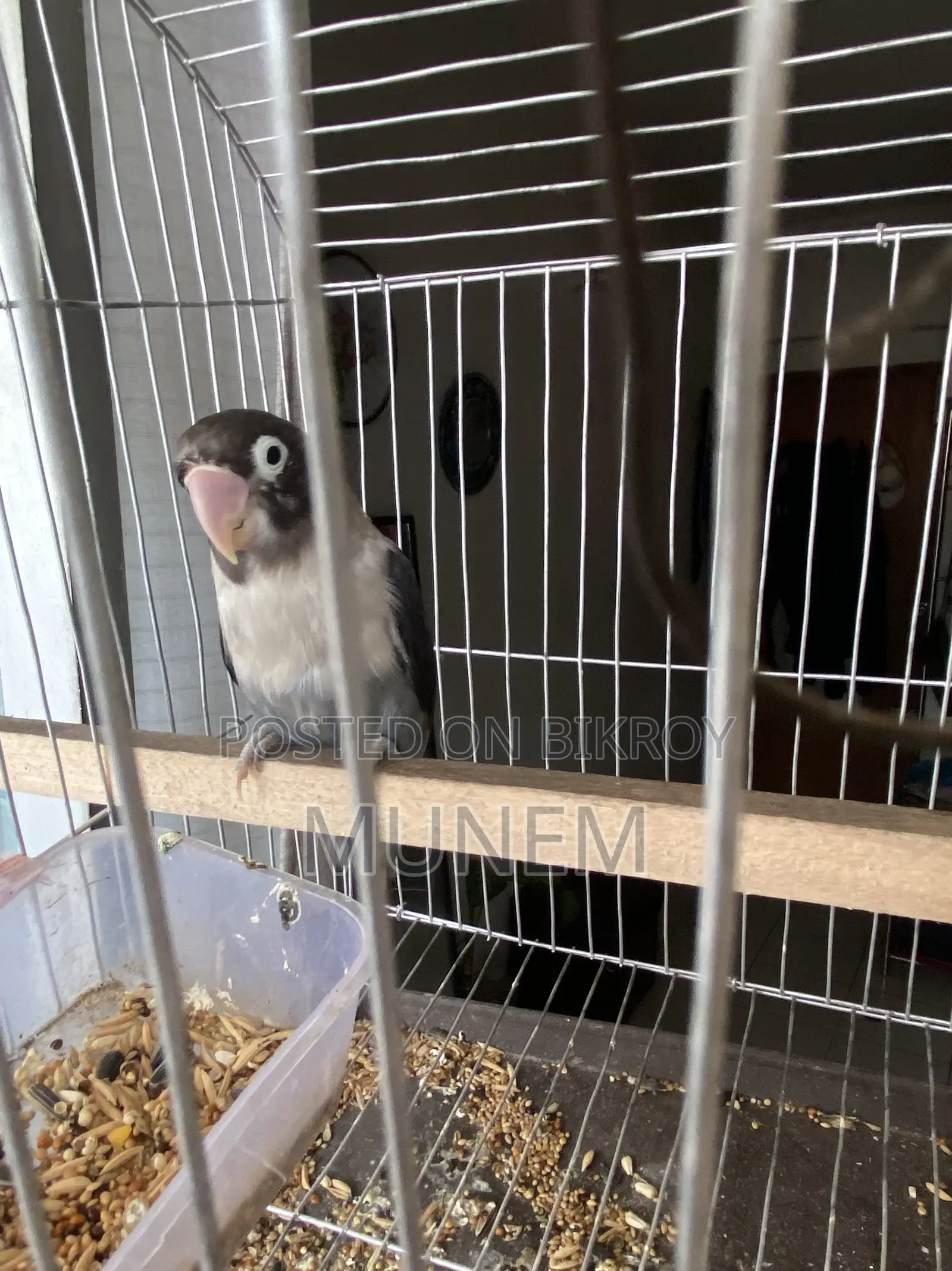 Black Mask Lovebird Male Tame