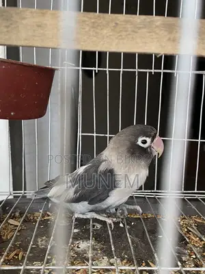 Black Mask Lovebird Male Tame
