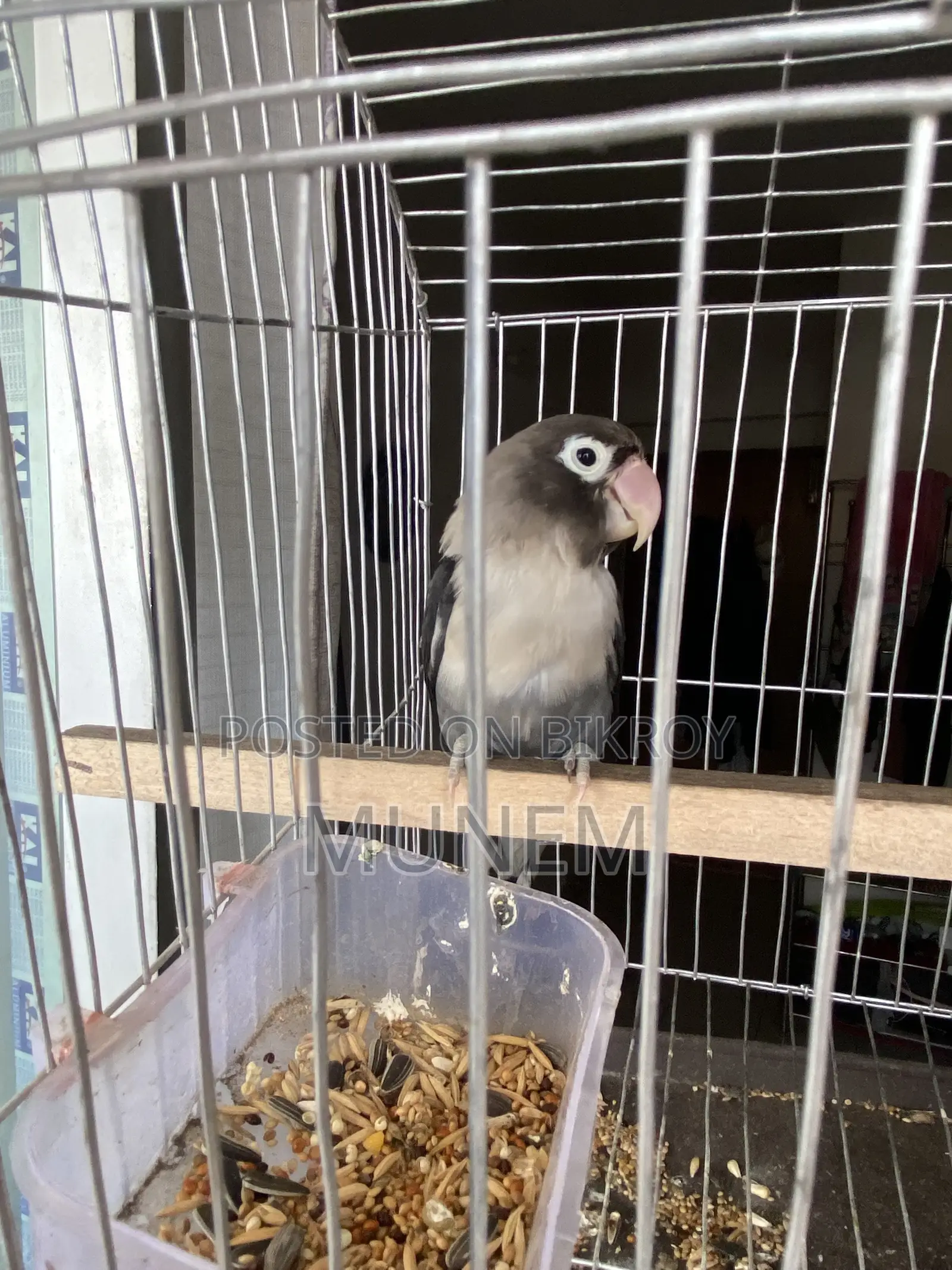 Black Mask Lovebird Male Tame