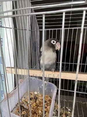 Black Mask Lovebird Male Tame