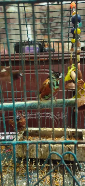 ফিন্চ পাখি