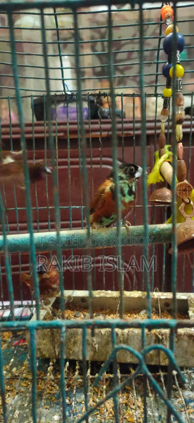 Finch Bird