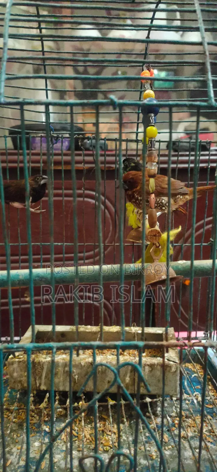 Finch Bird