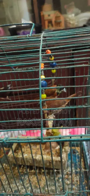 Finch Bird
