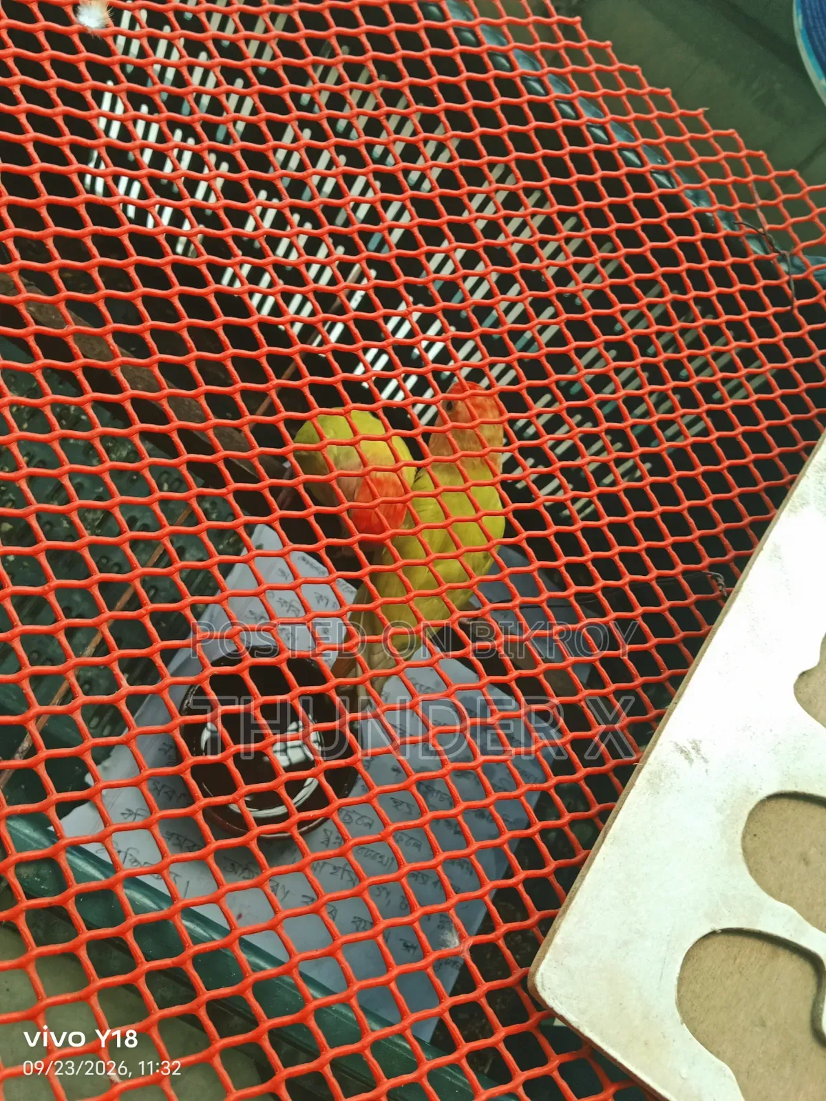 One Pair Love Bird
