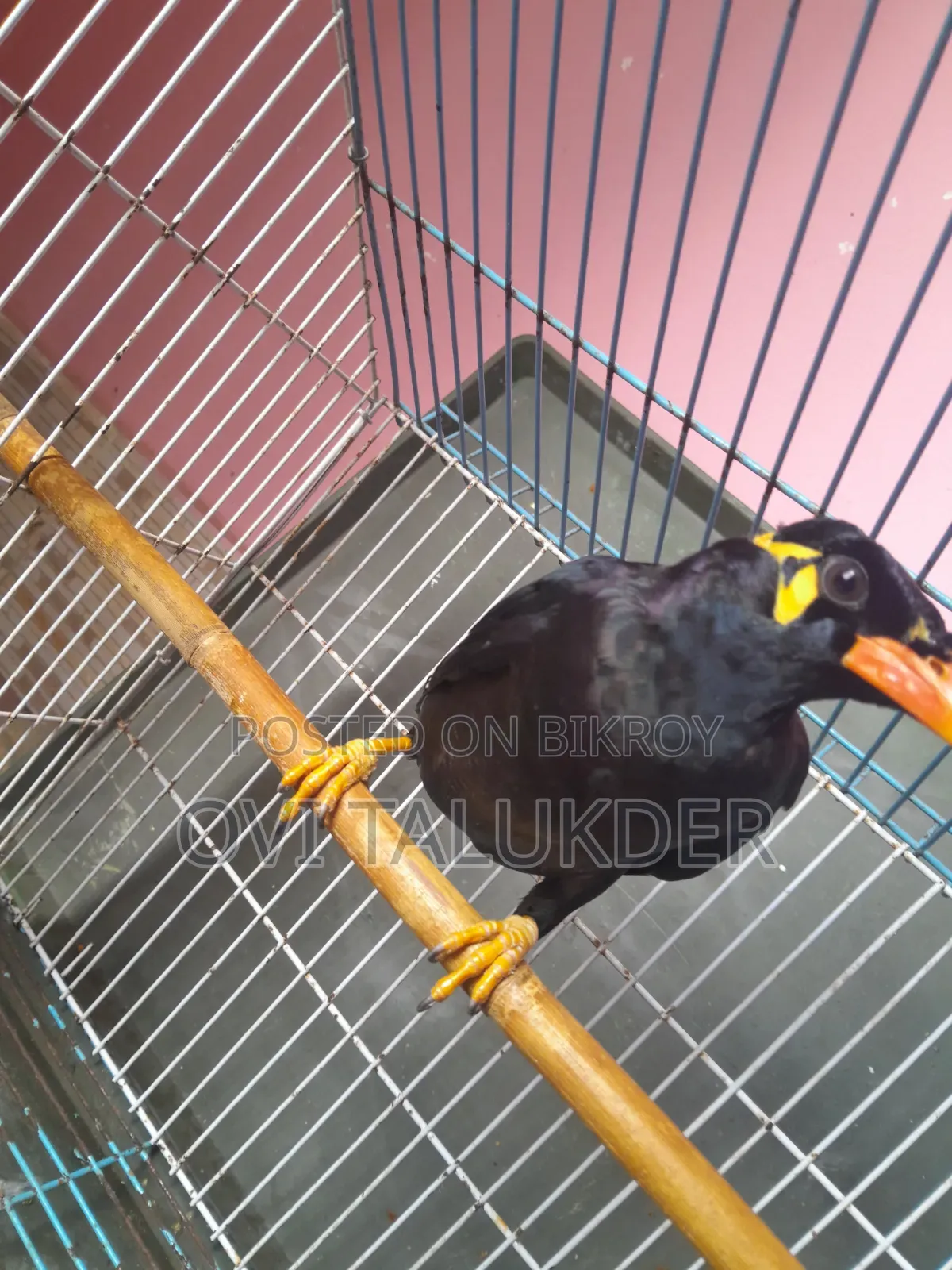 Talking Hill Myna