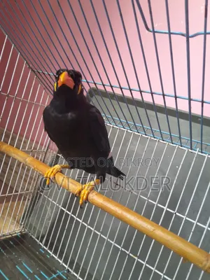 Talking Hill Myna