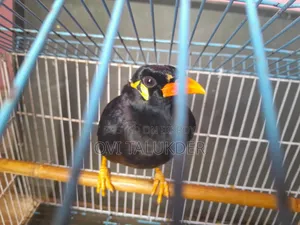 Talking Hill Myna