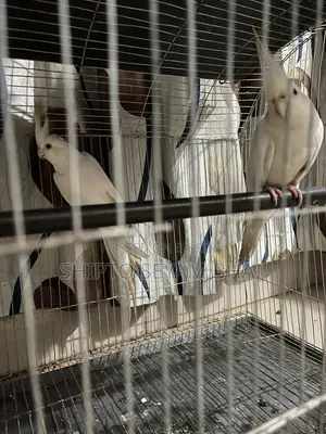 Albino Cockatiel Bird, Cockatiel Bird