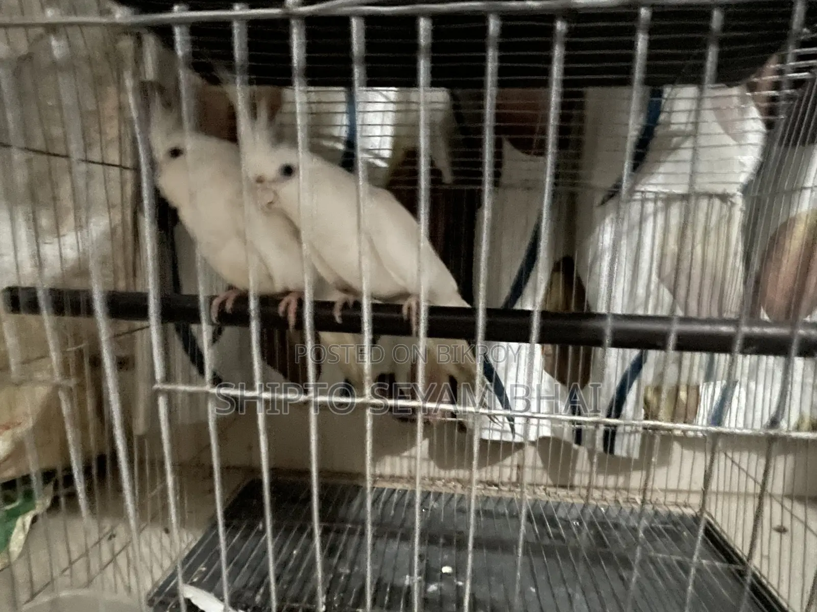 অ্যালবিনো ককটেল পাখি, কোকাটেল পাখি