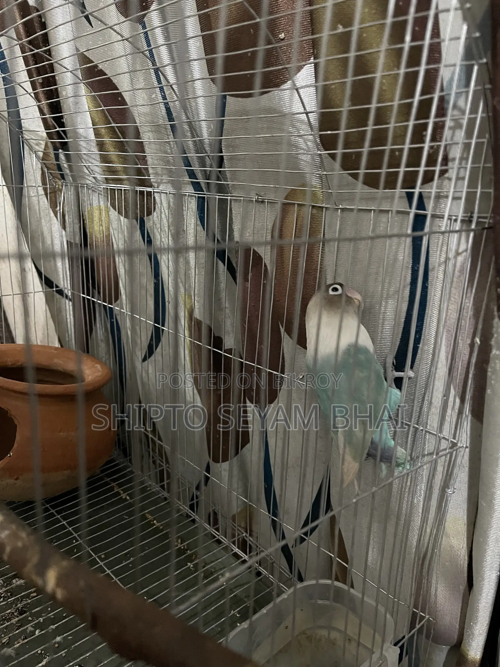 Adult Love Bird Pair, Love Bird Birds