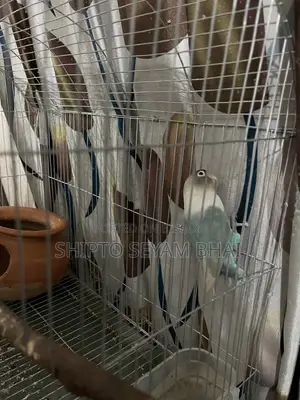 Adult Love Bird Pair, Love Bird Birds
