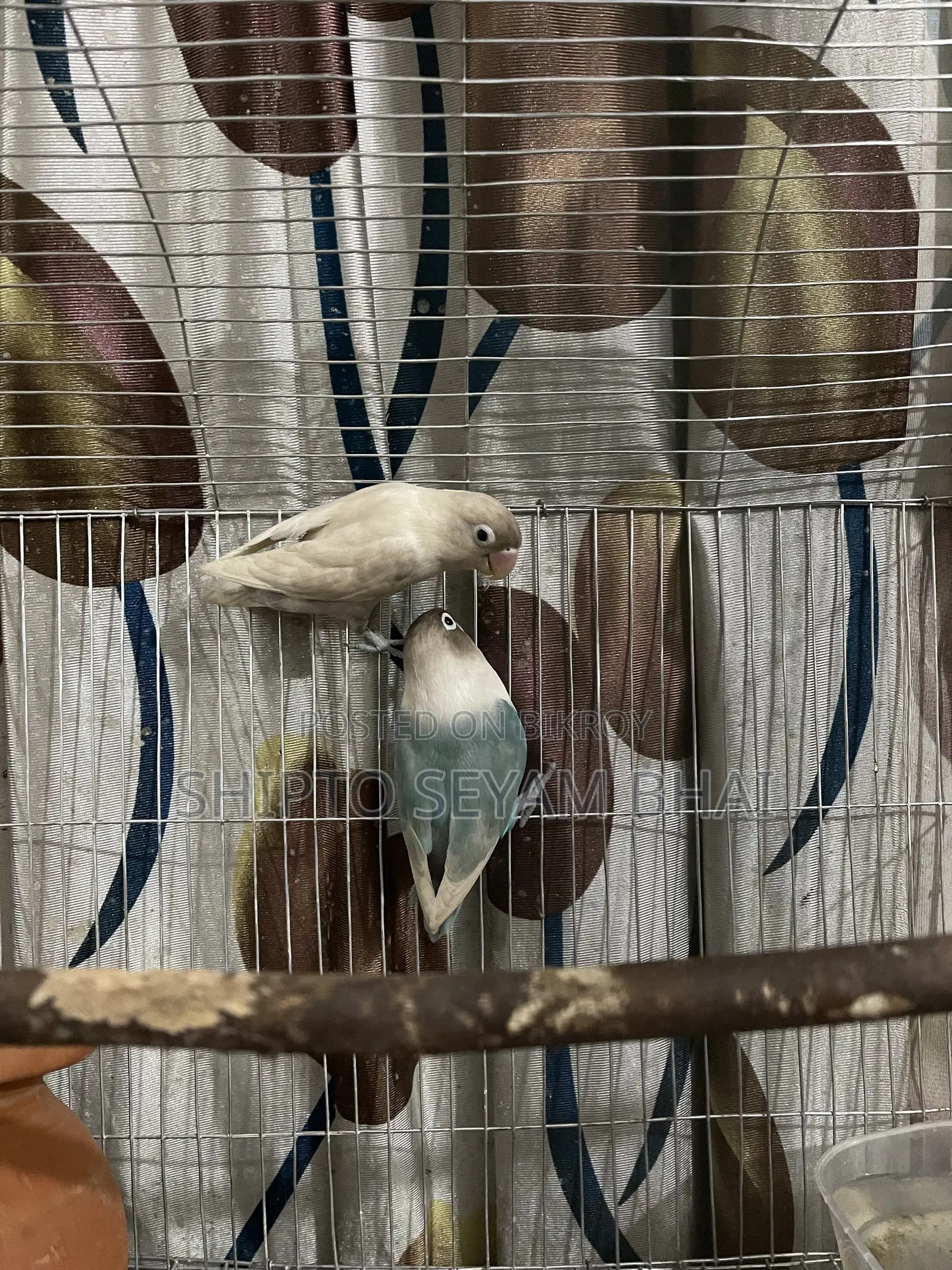 Adult Love Bird Pair, Love Bird Birds