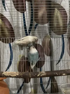 Adult Love Bird Pair, Love Bird Birds