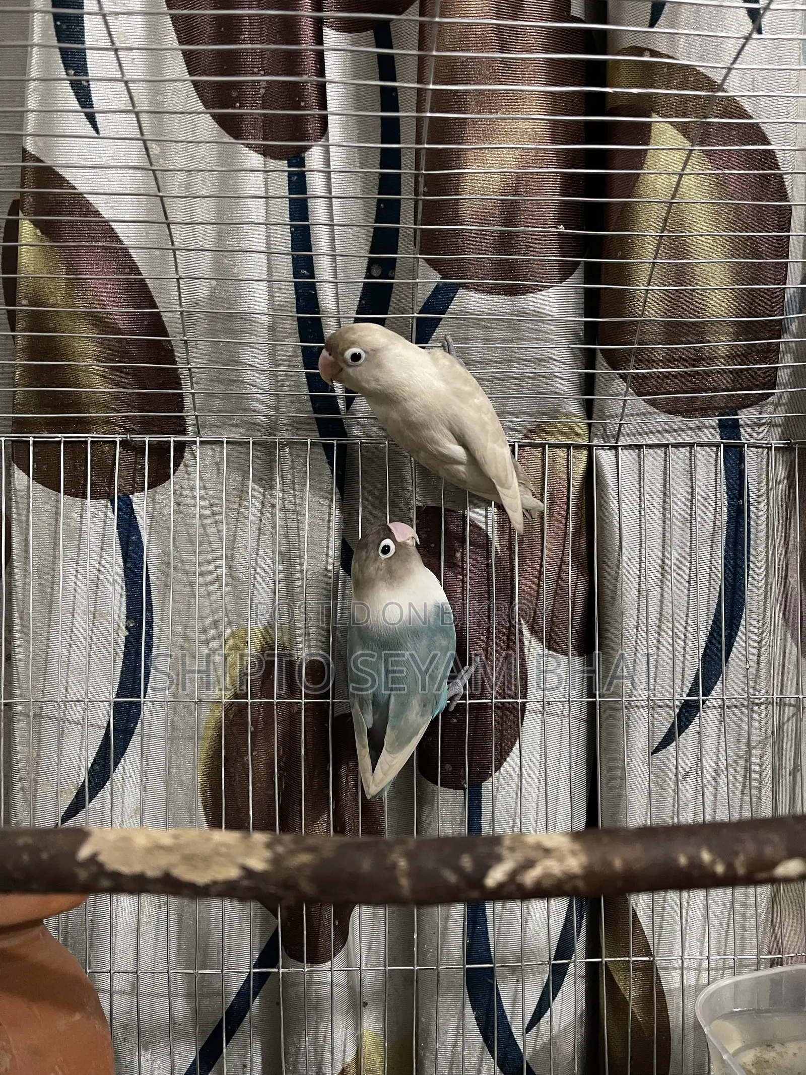 Adult Love Bird Pair, Love Bird Birds