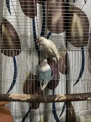 Adult Love Bird Pair, Love Bird Birds