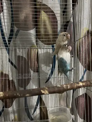Adult Love Bird Pair, Love Bird Birds