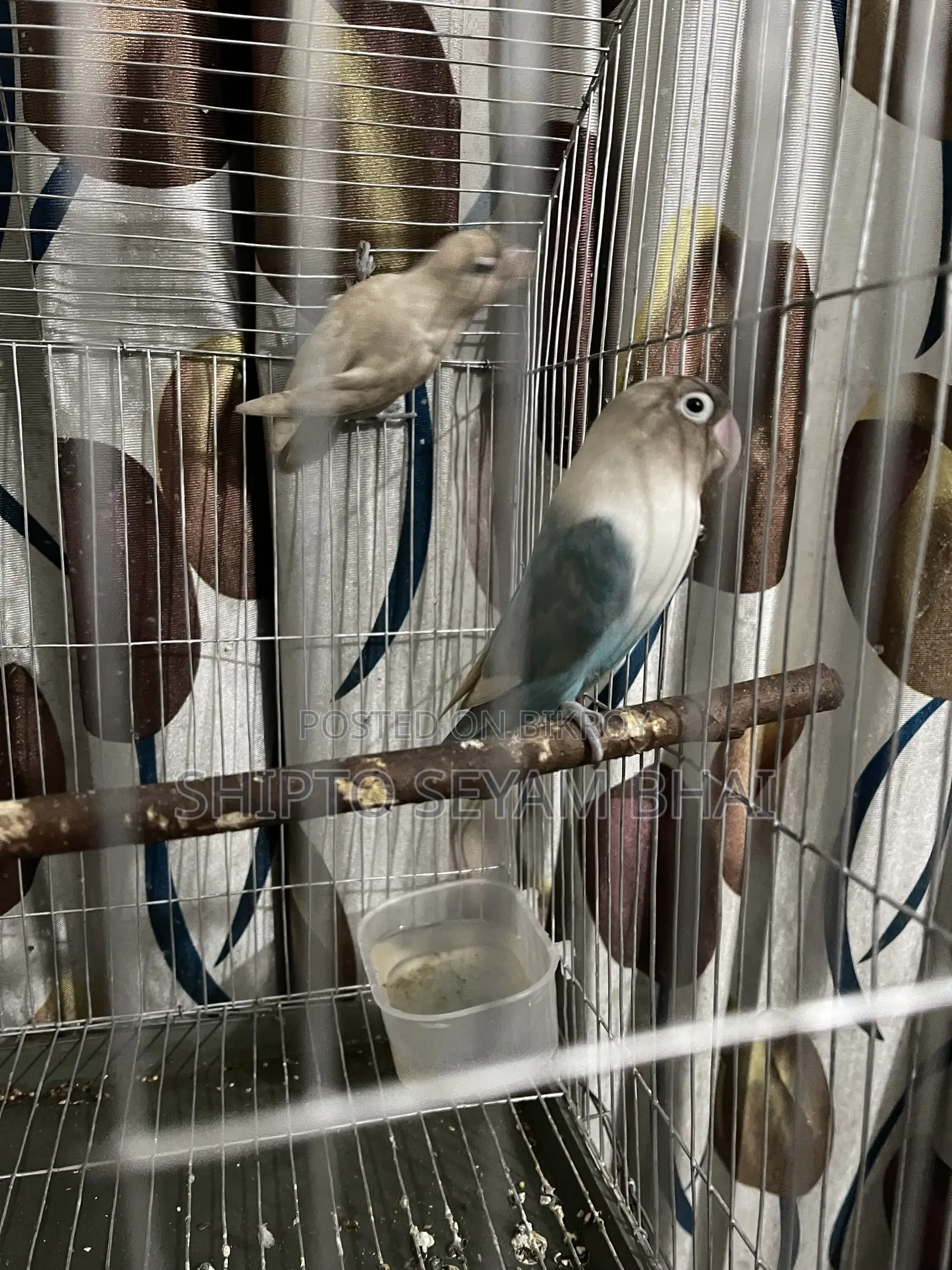 Adult Love Bird Pair, Love Bird Birds