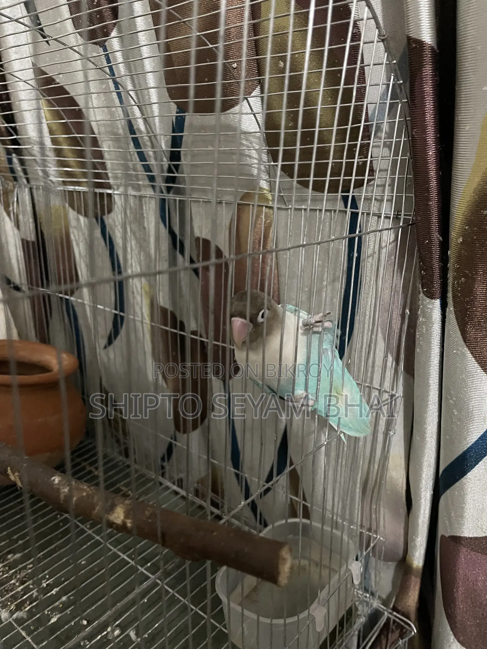 Adult Love Bird Pair, Love Bird Birds