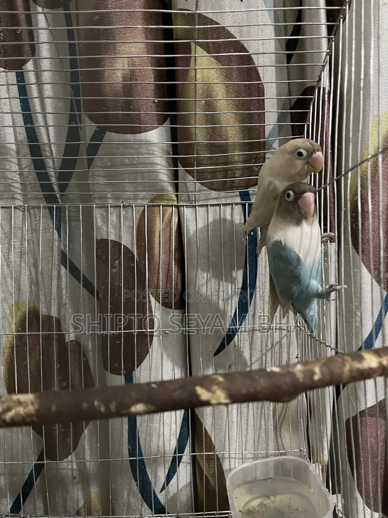 Adult Love Bird Pair, Love Bird Birds