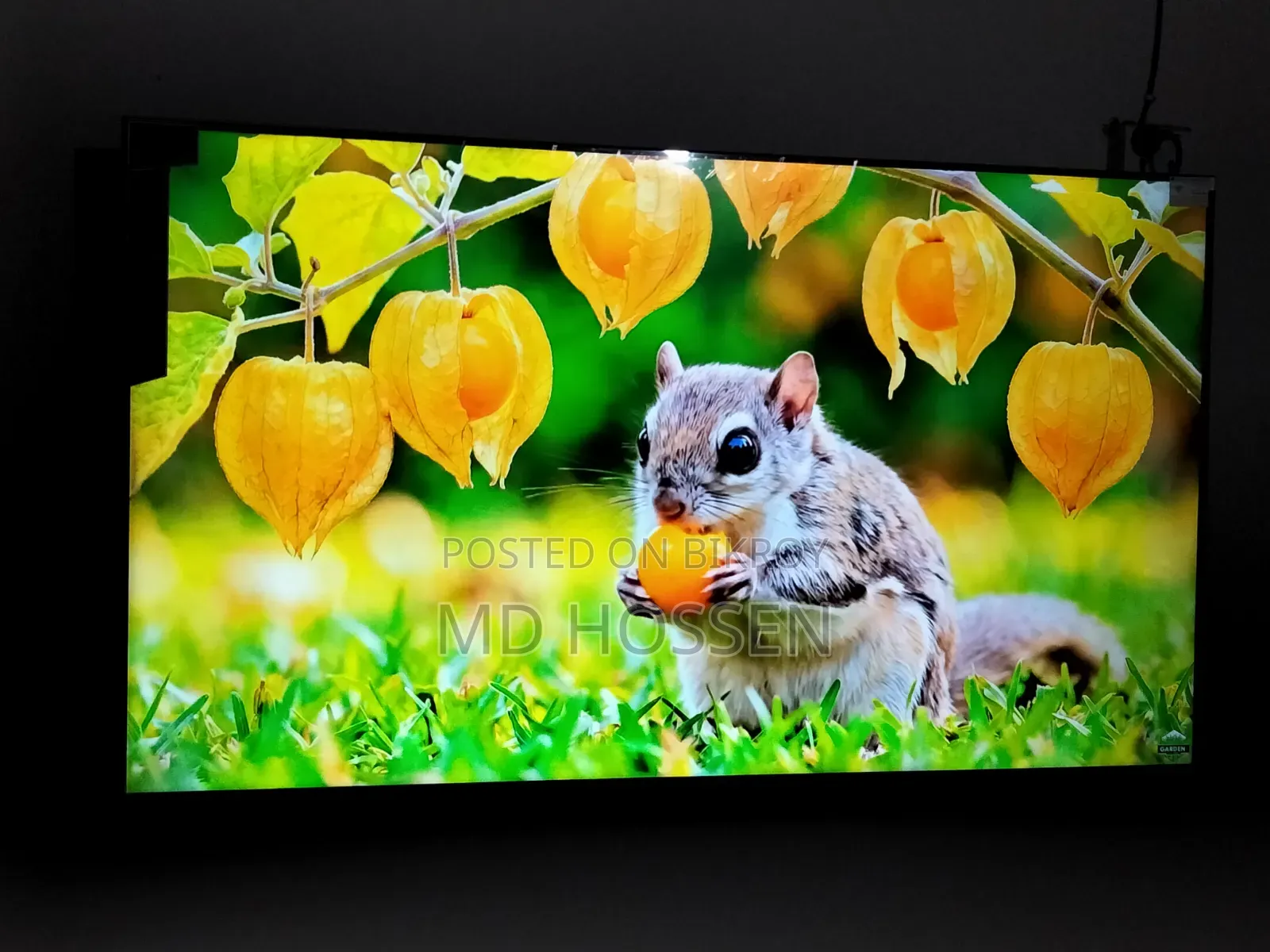 Brand : Mango TV, 55 Inch